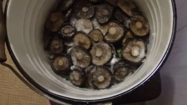 How much to soak milk mushrooms before salting in a cold and hot way