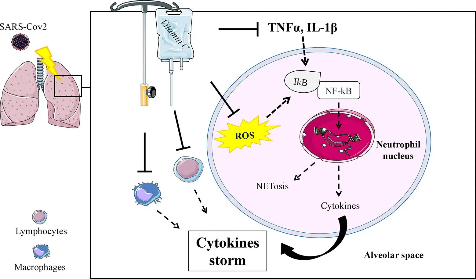 How much vitamin C should I take to improve immunity? Does it help protect against COVID-19? [WE EXPLAIN]