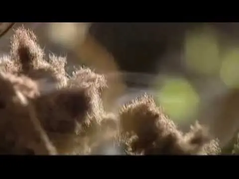 How mushrooms reproduce