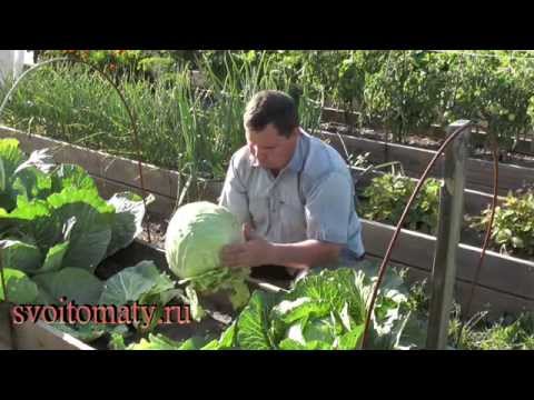 How often cabbage is watered and what water to get a crop