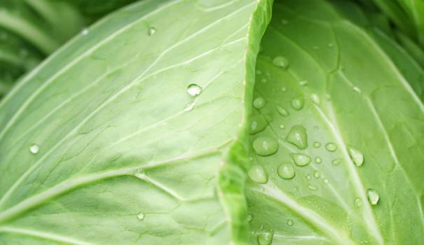 How often cabbage is watered and what water to get a crop