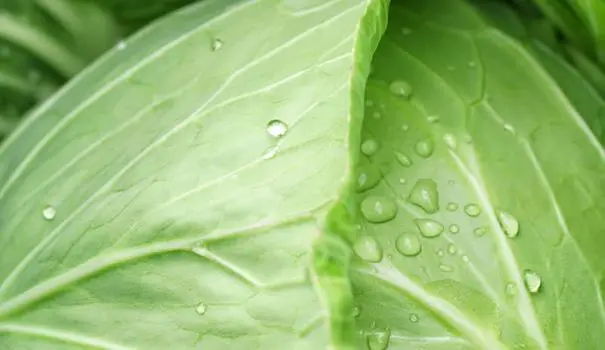 How often cabbage is watered and what water to get a crop