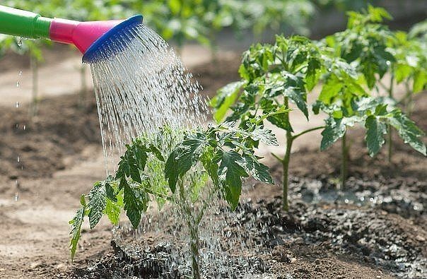 How often cabbage is watered and what water to get a crop