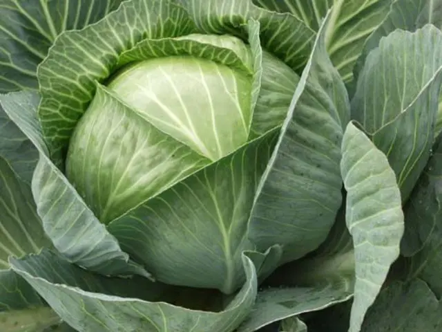 How often cabbage is watered and what water to get a crop