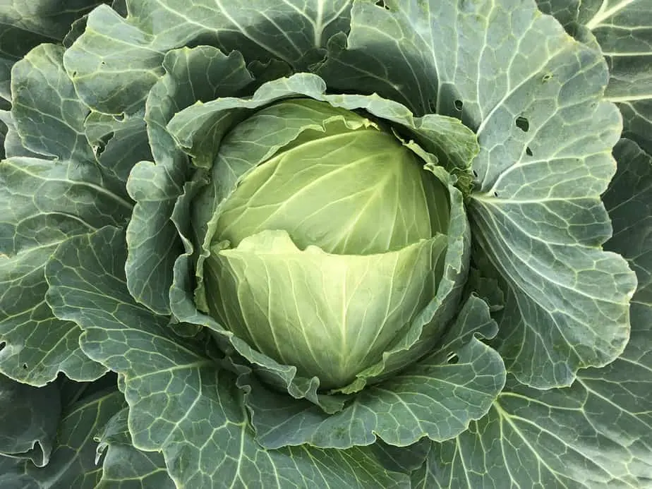 How often cabbage is watered and what water to get a crop