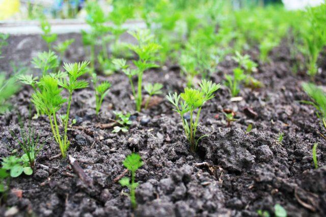 How often do you need to water carrots in the open field: in June, in July, in August, in September