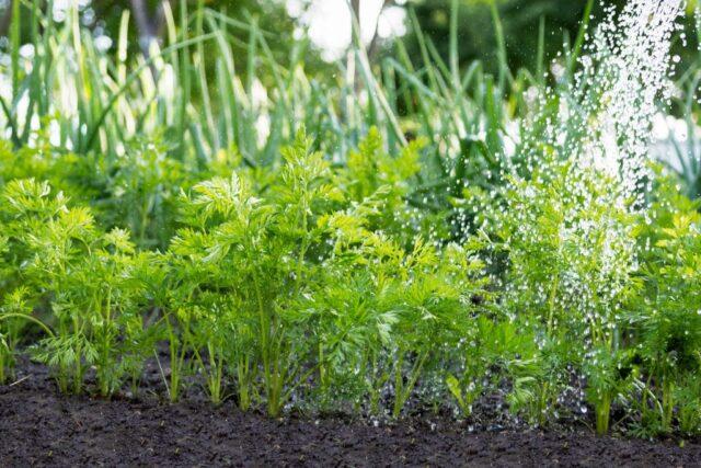 How often do you need to water carrots in the open field: in June, in July, in August, in September