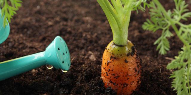 How often do you need to water carrots in the open field: in June, in July, in August, in September