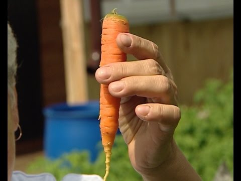 How often do you need to water carrots in the open field: in June, in July, in August, in September