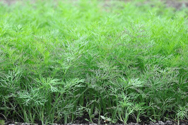 How often should dill be watered outdoors?