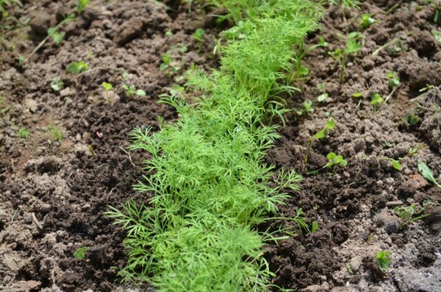 How often should dill be watered outdoors?