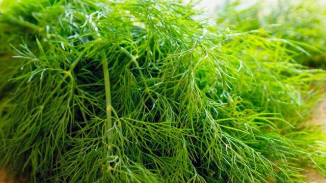 How often should dill be watered outdoors?