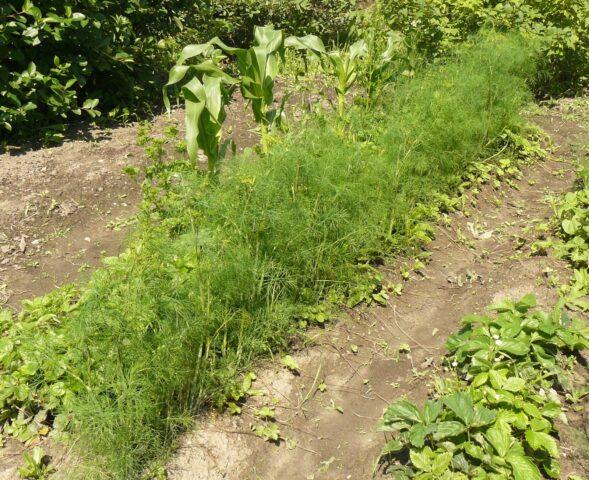 How often should dill be watered outdoors?