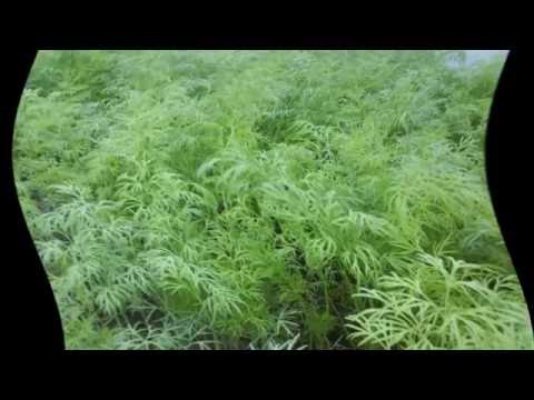 How often should dill be watered outdoors?