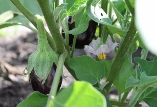 How often should eggplants be watered outdoors?