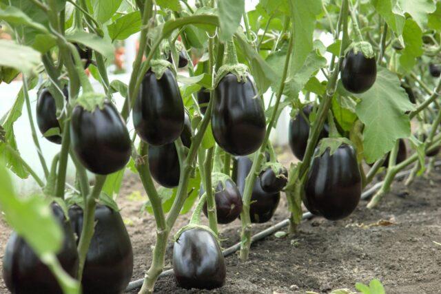 How often should eggplants be watered outdoors?