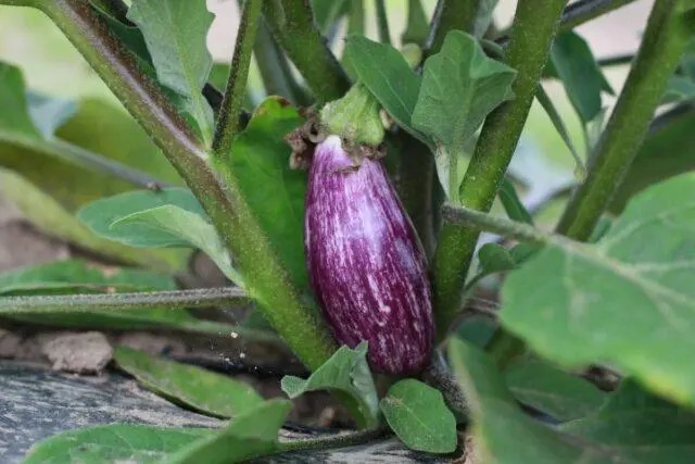 How often should eggplants be watered outdoors?