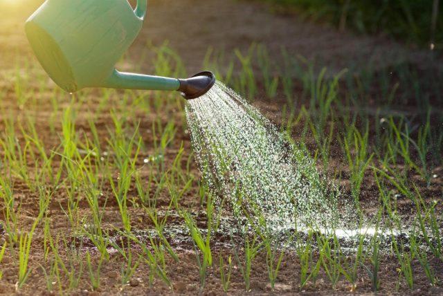 How often should turnips be watered after planting in open ground