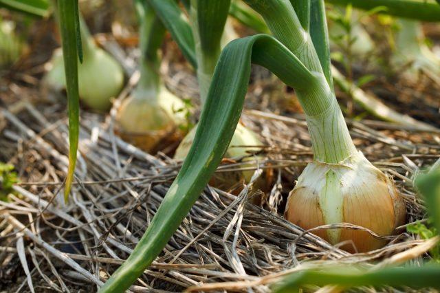 How often should turnips be watered after planting in open ground