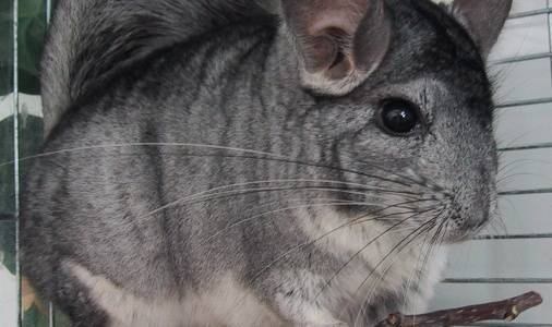 How often to bathe a chinchilla