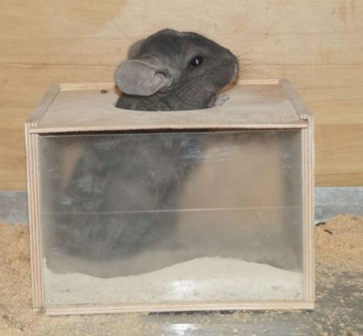 How often to bathe a chinchilla