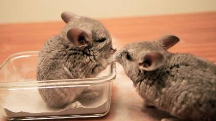 How often to bathe a chinchilla