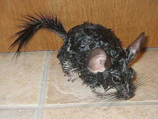 How often to bathe a chinchilla