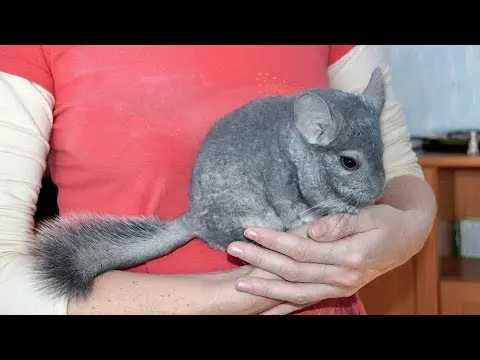 How often to bathe a chinchilla