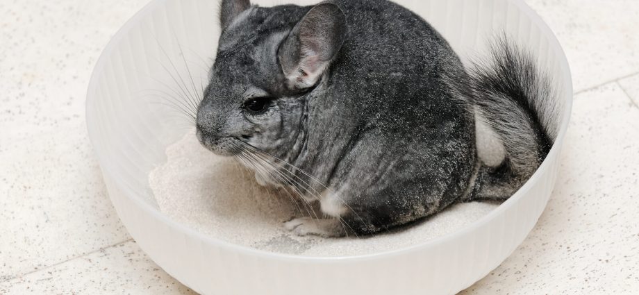 How often to bathe a chinchilla