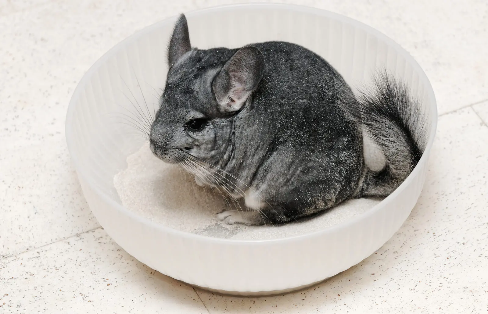 How often to bathe a chinchilla