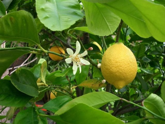 How often to water a lemon