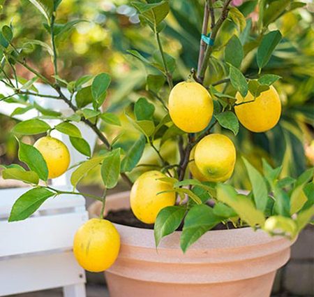 How often to water a lemon