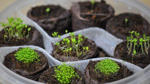 How often to water a petunia: in a pot, seedlings, after germination