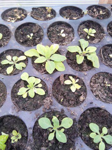 How often to water a petunia: in a pot, seedlings, after germination