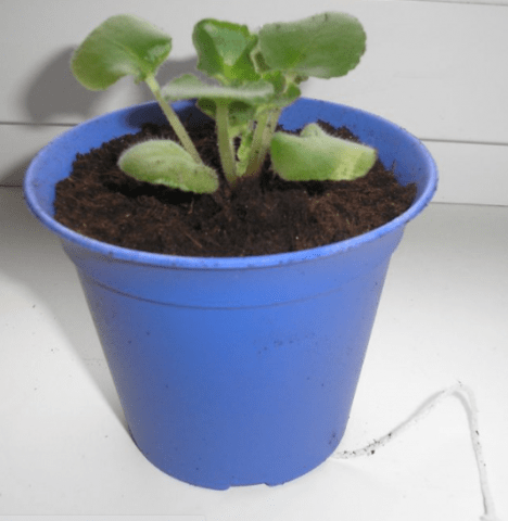 How often to water a petunia: in a pot, seedlings, after germination