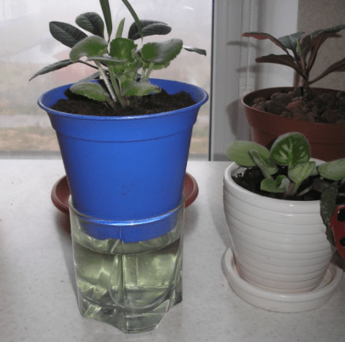 How often to water a petunia: in a pot, seedlings, after germination