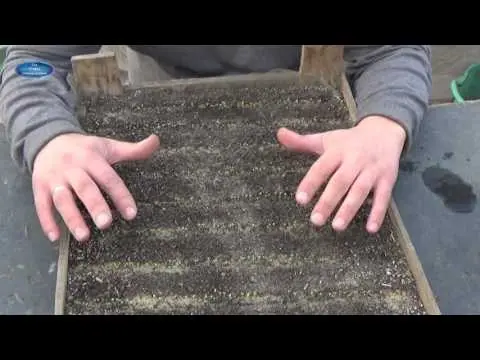 How often to water a petunia: in a pot, seedlings, after germination