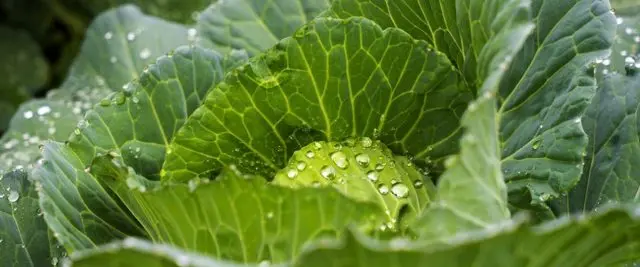 How often to water cabbage in the open field: in the heat, after planting