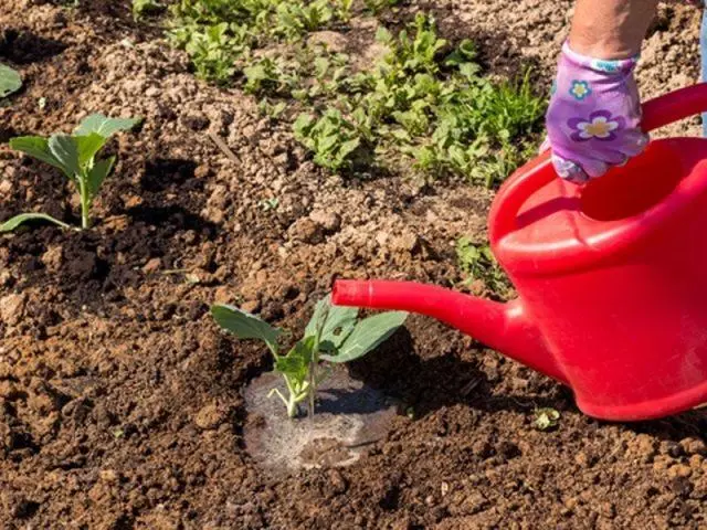 How often to water cabbage in the open field: in the heat, after planting