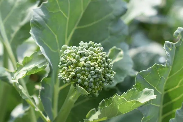 How often to water cabbage in the open field: in the heat, after planting