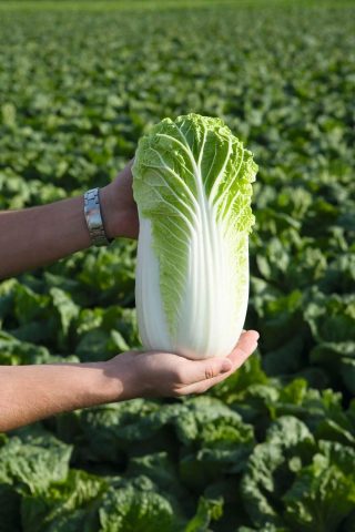 How often to water cabbage in the open field: in the heat, after planting