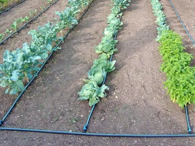 How often to water cabbage in the open field: in the heat, after planting