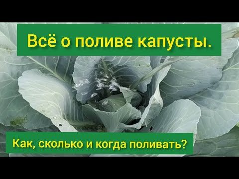 How often to water cabbage in the open field: in the heat, after planting
