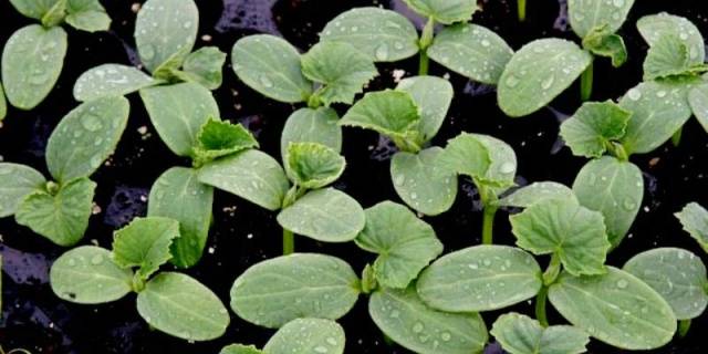 How often to water cucumber seedlings