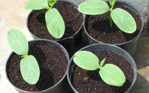 How often to water cucumber seedlings