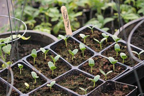 How often to water cucumber seedlings