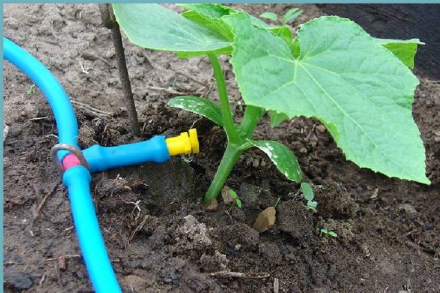 How often to water cucumber seedlings