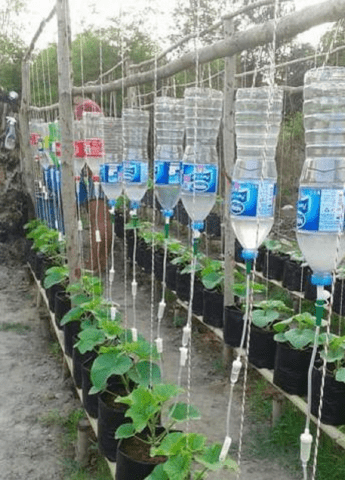 How often to water cucumber seedlings