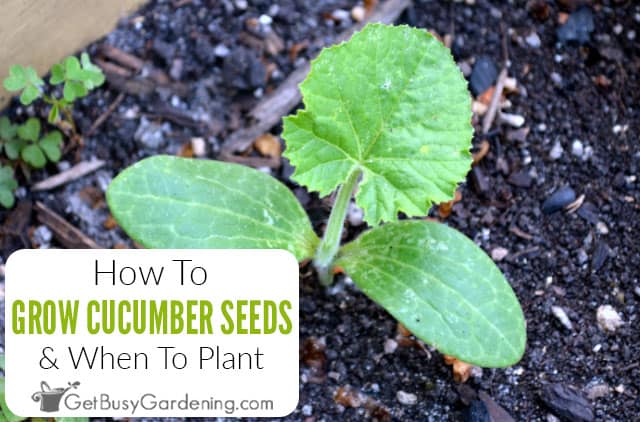 How often to water cucumber seedlings