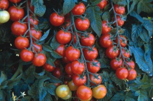 How often to water tomatoes in the open field: tips